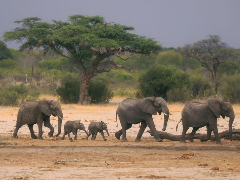Africa's national parks increasingly threatened by drought and new developments